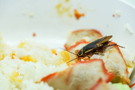 蟑螂吃东西照片图片