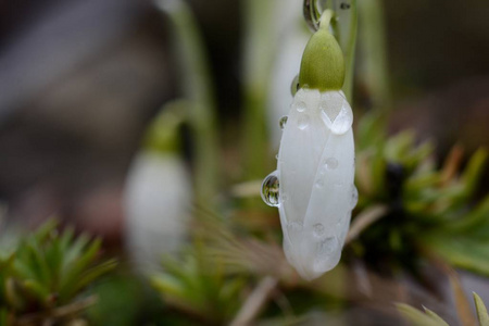 春天的雪花与水滴