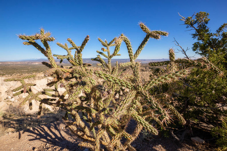 阳光明媚的一天，沙漠中的仙人掌。 拍摄于卡莎卡图韦帐篷岩石国家纪念碑新墨西哥州。