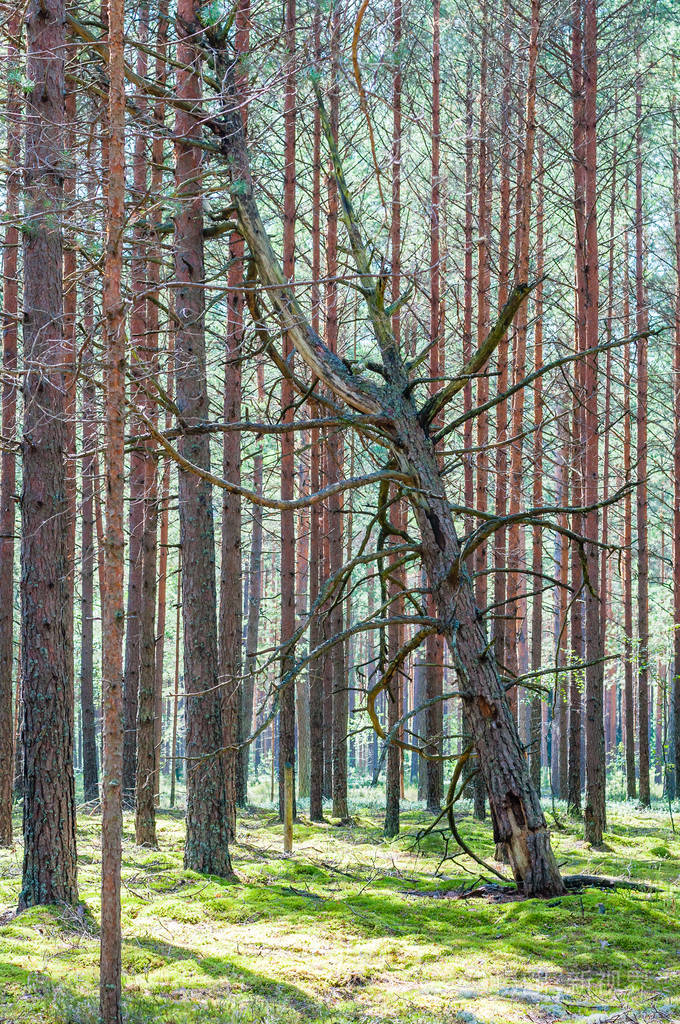 枯死的枯死的腐烂的松树斜斜地斜倚在令人惊叹的常绿林中