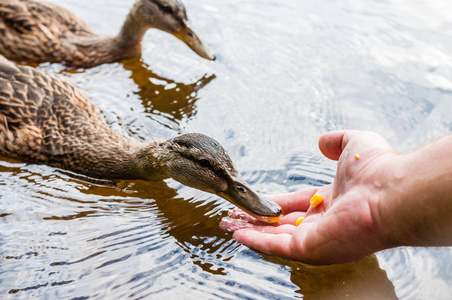 吃玉米粒棕色鸭子在靠近海岸的湖中吃人手掌上的玉米粒.