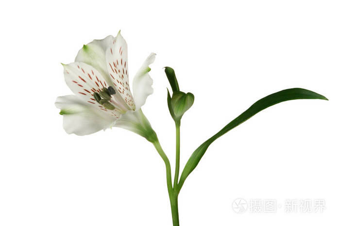 白色背景上的白色六出花