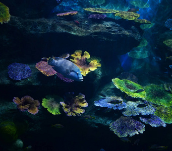 海洋生物鱼游泳水下海洋五颜六色各种类型的鱼缸大水族馆，美丽的珊瑚礁