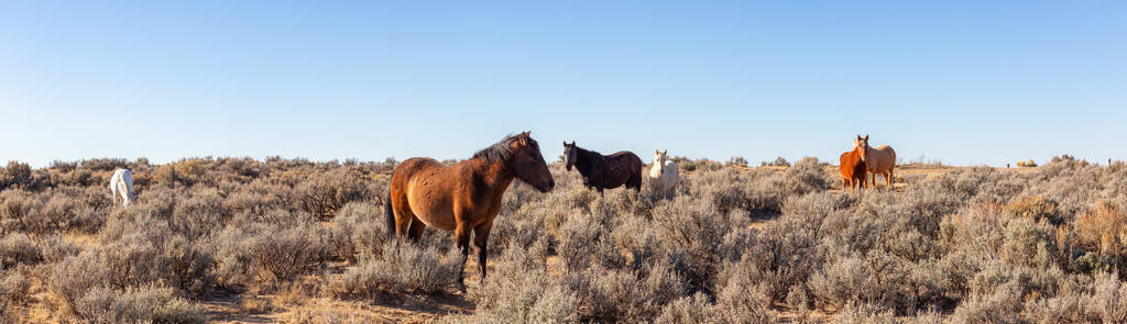 新墨西哥州沙漠中美丽的野生马群。