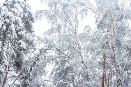 降雪后的森林