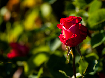 春天在花园里盛开的美丽的玫瑰图片