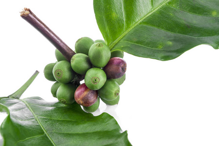 装饰板标记在不同语言中的咖啡抽象的向量卡与胡椒和草本