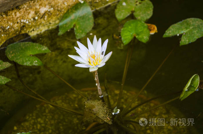白莲核心被水中的水生植物包围阳光在夏天照亮了植物一朵美丽的花