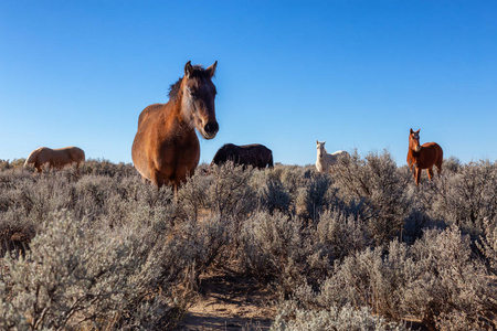 新墨西哥州沙漠中美丽的野生马群。
