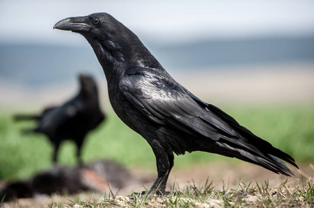 乌鸦Corvus Corax。 在自然背景上孤立的黑色乌鸦。