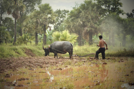 农民耕田与水牛/泰国农民用水牛耕田雨季农业亚洲照片