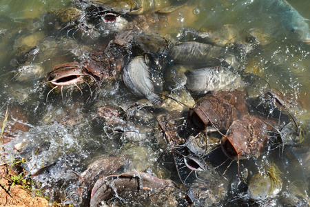 喂鱼淡水池塘许多鲶鱼喂食食物