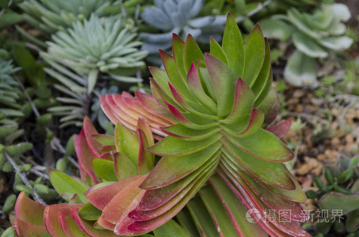 肉质植物背景绿色肉质植物叶片的特写