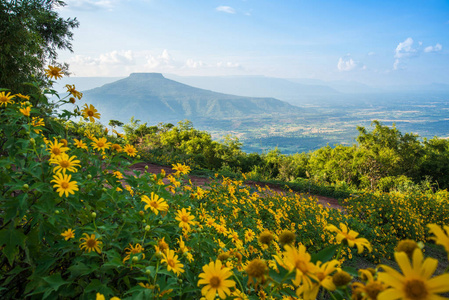 风景泰国美丽的山景山景与树万寿菊花田山上的黄色花PhupapohPhupapapoh，Loei或富士泰国。