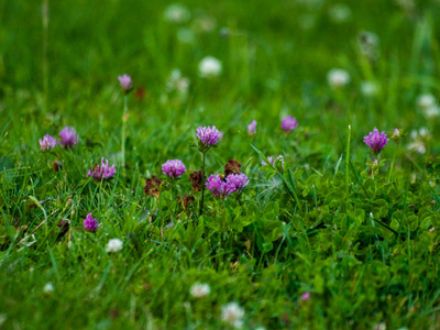 西班牙春天不同的草照片