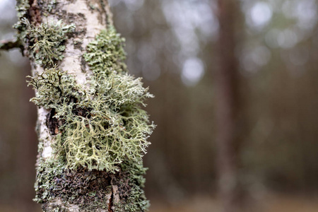 苔藓生长在桦树的树皮上。桦树的树皮..冬季。