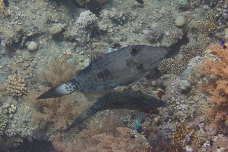 埃及沙姆沙伊赫附近红海珊瑚礁上的鱼