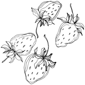 矢量草莓水果。 叶植物植物园花叶。 黑白雕刻水墨艺术。 孤立的草莓插图元素。