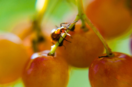 蚂蚁坐着，守护着他在森林里的黄红色浆果上产卵