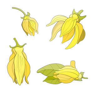 依兰花矢量插图.橄榄树树枝. 医疗设备准备好了. 矢量插图手绘.