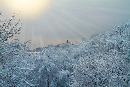 冬天的背景有雪树。 美丽的冬季景观，公园和日出覆盖着白雪的树木