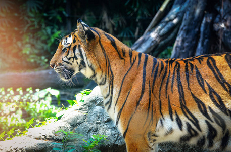 汉加尔虎王虎近头虎美丽的汉加尔虎在国家公园寻找猎物
