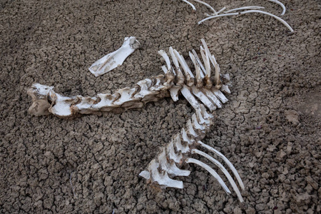 死动物骨头在新墨西哥州沙漠美利坚合众国。
