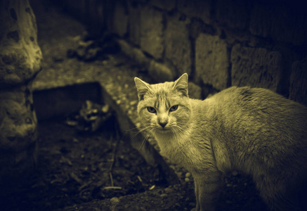 猫被遗弃在街上，动物虐待孤独