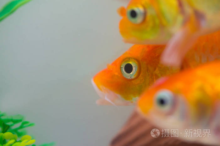 鱼缸或水族馆中的小鱼 金鱼 金鱼和红鱼花式鲤鱼 具有绿色植物的水下生活理念 照片 正版商用图片17dfyg 摄图新视界