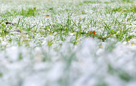 覆盖着雪的草. 白雪和绿草的背景. 覆盖着雪的草地上的草.