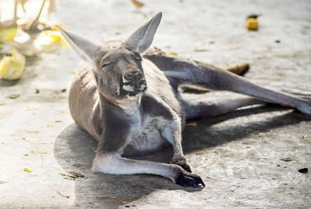 在农场的地上休息的雄性袋鼠照片