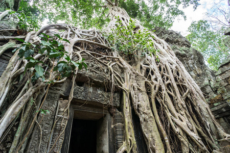 柬埔寨吴哥窟塔普林寺树根生长