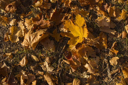枫叶田。 秋天的地毯。 树把树叶扔掉了。