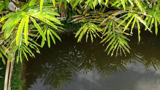 4k 空中无人机画面热带池塘在巴厘岛花园。巴厘岛