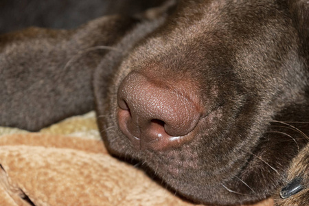 拉布拉多的棕色鼻子。 巧克力拉布拉多猎犬鼻子。 棕色拉布拉多。