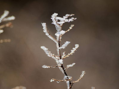 雪天的冰冻植物