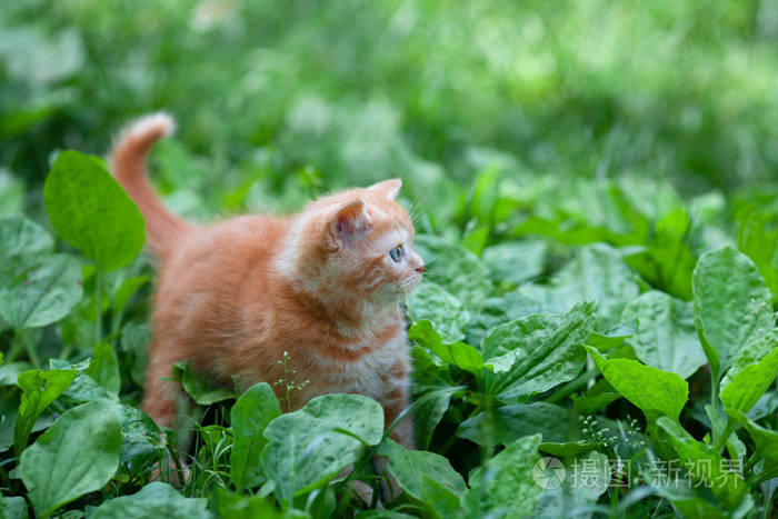 小红猫在夏园的芭蕉草坪上散步