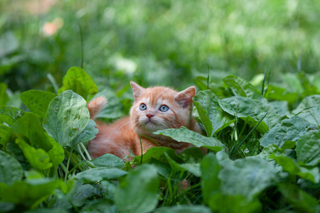 小红猫在夏园的芭蕉草坪上散步图片