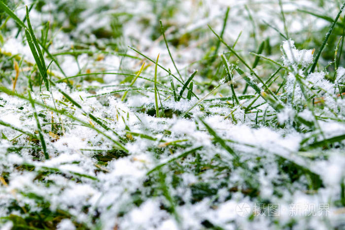 雪下的绿草覆盖着雪的草白雪和绿草的背景覆盖着雪的草地上的草冬天的