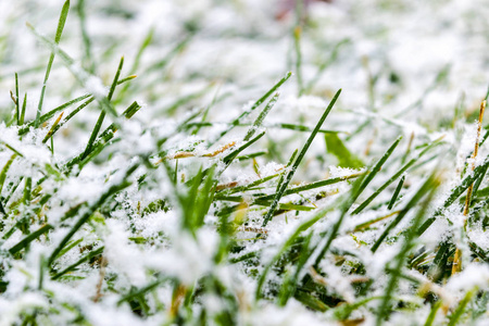 冬天的草地上长满了霜窗户上的冬季花园里,土壤里长满了绿色的蒜苗.