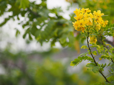公园空间里的黄色花束写背景自然植物
