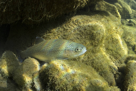虹鳟鱼Oncorhynchusmykiss在自然河流栖息地的水下关闭。 干净的小溪里的水下照片。
