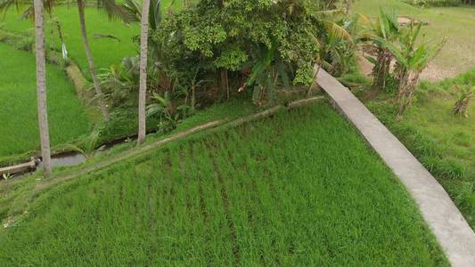 绿色背景。4 k 飞行无人机视频稻田在巴厘岛。绿色和黄色的景观。稻田, 草, 自然