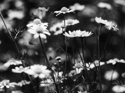 芳香的甘菊花和黑色图片