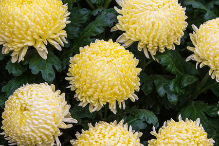 菊花开满花closeup.