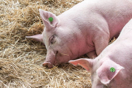 两个微笑粉红小猪图片