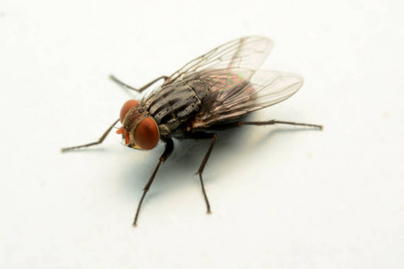 大的苍蝇嗡嗡的图片