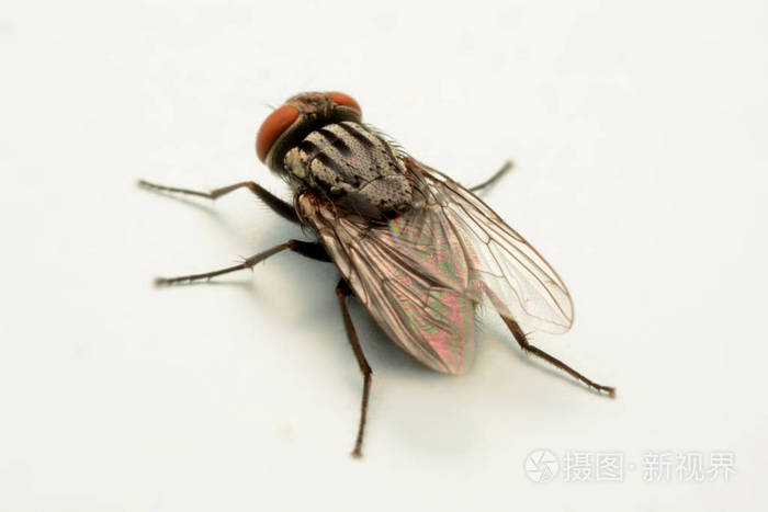 一张在白色背景上孤立的大苍蝇照片