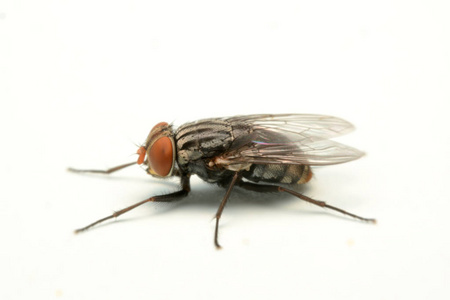 大的苍蝇嗡嗡图片