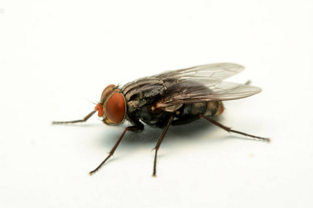 可爱的小苍蝇卡通无缝图案动画片绿色苍蝇收集集合的向量例证在白色